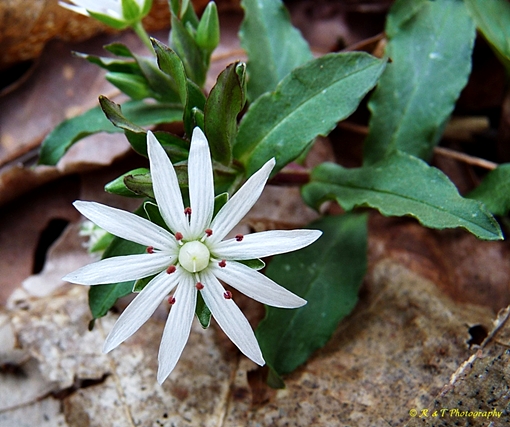 {Stellaria pubera}